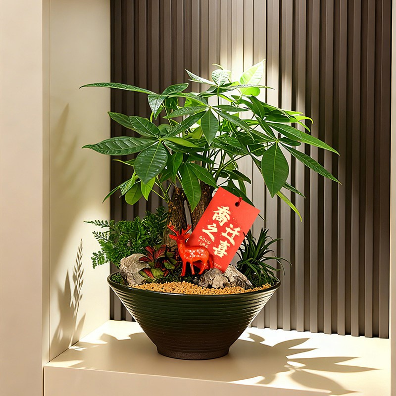 开业乔迁送礼发财树盆栽办公室内客厅绿植桌面植物盆景招财金钱树