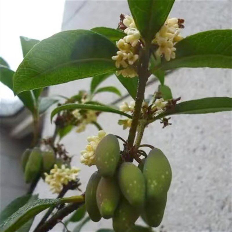 桂花苗正宗结子桂花四季开花味清新自然南方阳台庭院盆栽地栽树苗