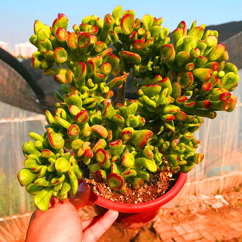 超大吸财树稀有老桩精品贵货多肉植物绿植花卉室内盆栽阳台防辐射