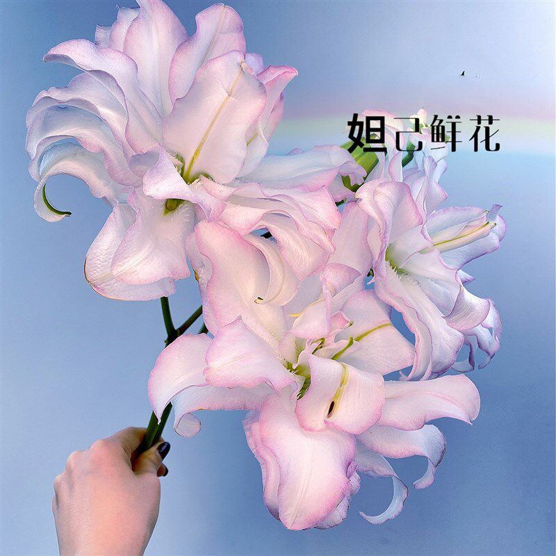 引进复色花边重瓣百合冰美人全店鲜花任意两束顺风航空包邮鲜切花