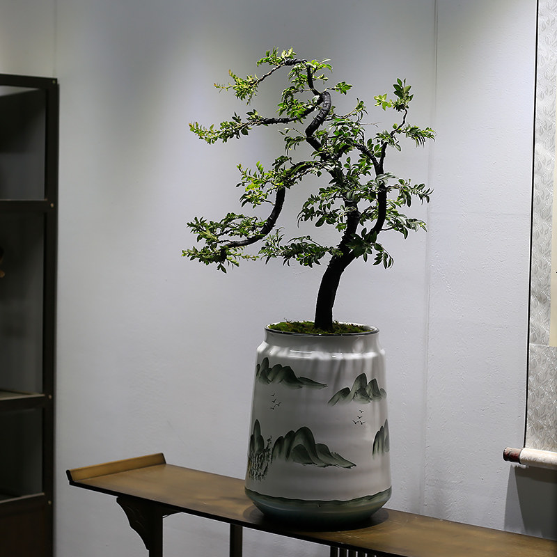 小叶紫檀盆景造型老桩植物室内客厅办公室绿植黑骨茶盆栽玄关摆件