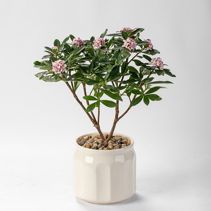 静艺花舍 金边瑞香盆栽阳台办公室内桌面花卉植物带花苞好养绿植