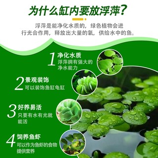 网红浮萍水草植物鱼缸造景圆心萍水芙蓉真活体养鱼龟净化水质培水