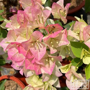 新品种三角梅盆栽小苗q室内阳台庭院好养花卉四季开花不断爬藤植