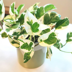 极速北欧风进口花叶油画锦叶绿萝垂吊吊兰爬藤室S内外花卉绿植盆