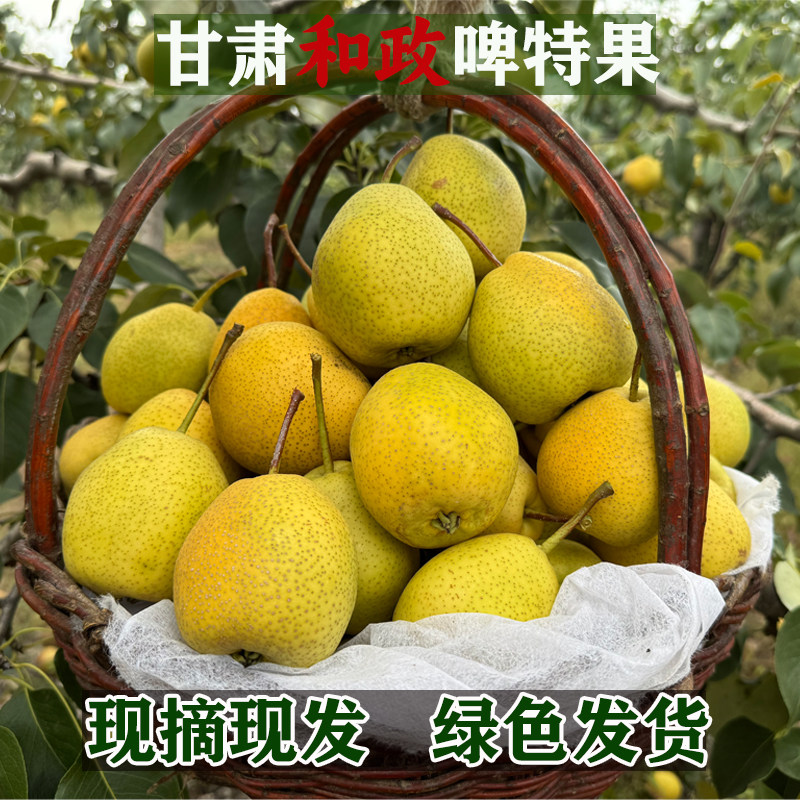 甘肃临夏和政新鲜啤特果整箱