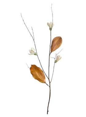 新广玉兰花干花花束客厅摆设真花天然树枝树干P装饰摆件干树枝插
