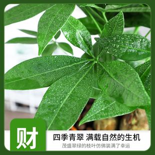 三杆发财树盆栽好养易活室内植物办公室招财树客厅绿植小盆景花卉