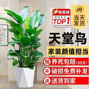 天堂鸟绿植盆栽客厅办公室内大型花卉大叶植物新房吸甲醛发财树