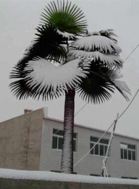 仿真老人葵假蒲葵仿真棕榈树酒店机场造景装饰仿真树防火植物可来