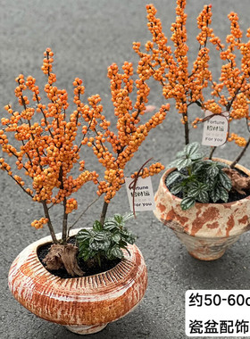 【两小时达】橙色北美冬青盆栽办公室内绿植新年客厅植物年宵花卉