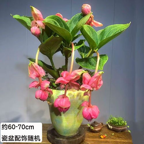 【两小时达】宝莲灯花卉盆栽室内阳台庭院观赏高档带花苞年宵花