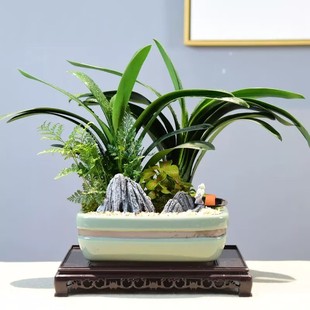 君子兰墨兰绿植物花卉兰花盆栽办公室开业乔迁送礼 两小时达