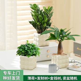 组合盆栽办公室同城绿植好养 发财树绿萝室内植物四季 两小时达