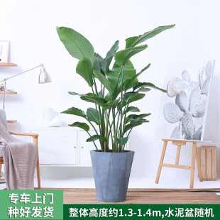 天堂鸟客厅办公室内花卉大型盆栽盆景绿植物 两小时达 you Only