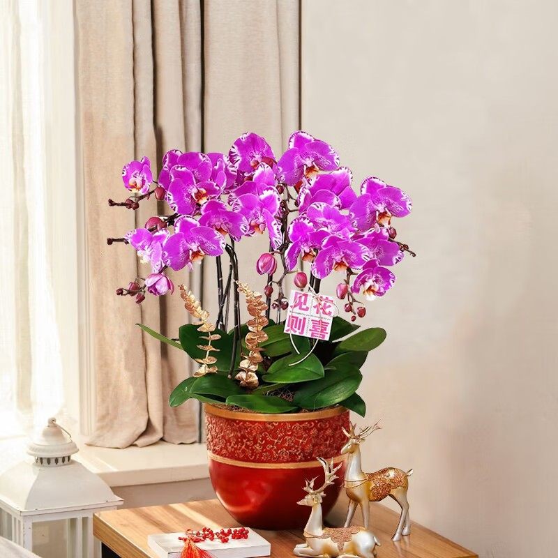 Onlyyou藏宝图蝴蝶兰花卉盆栽