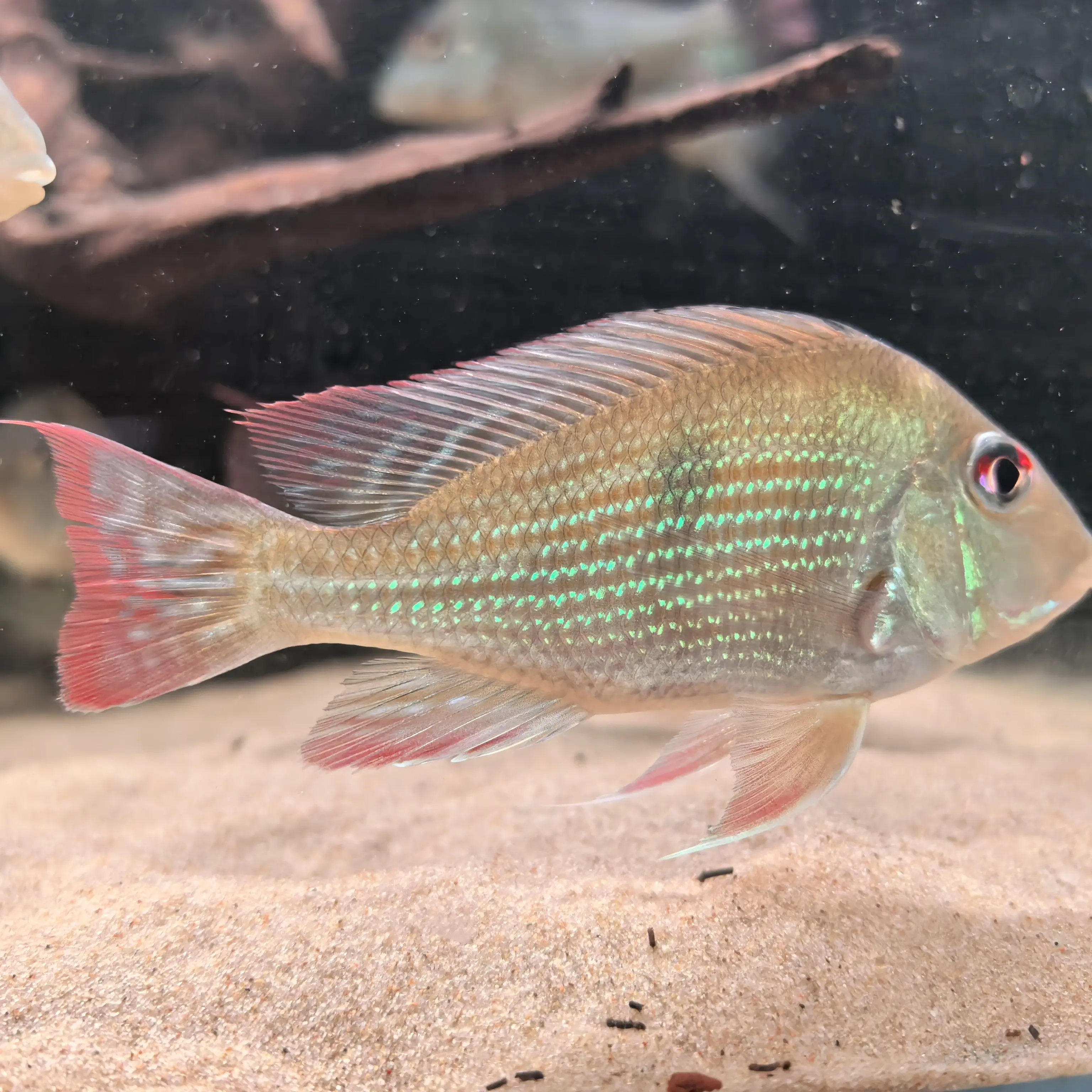 普申密斯关刀食土鲷热带鱼观赏鱼慈鲷淡水鱼中小型鱼可群游