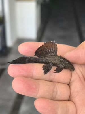 鳄鱼异形清道夫南美热带鱼观赏鱼底层工具鱼吃残渣除藻好养活