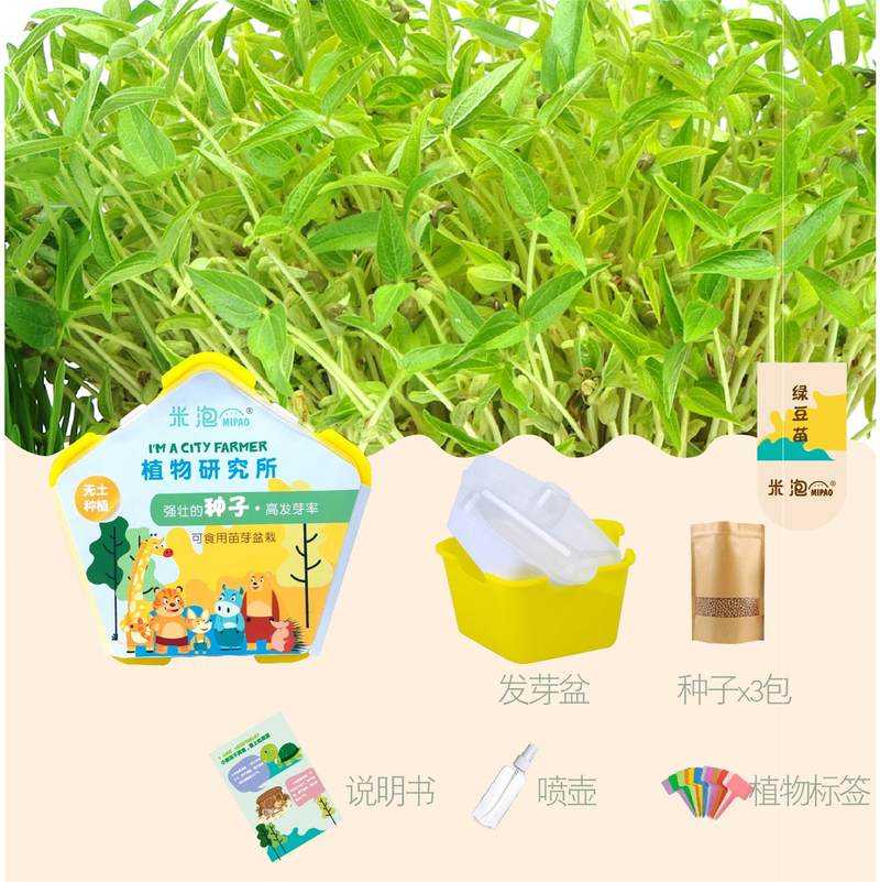 极速小学生儿童幼儿园p植物观察水培种植盆栽绿豆苗发芽生长科学
