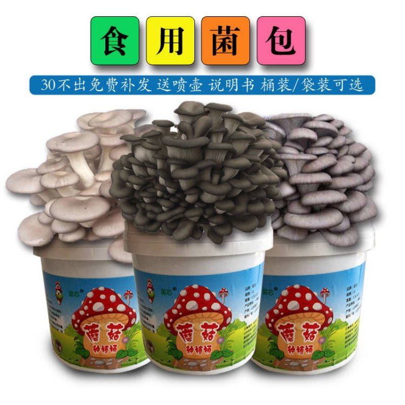 极速蘑菇菌包买1发3袋装桶装食用菌种平菇家庭阳台种植Z物多肉绿