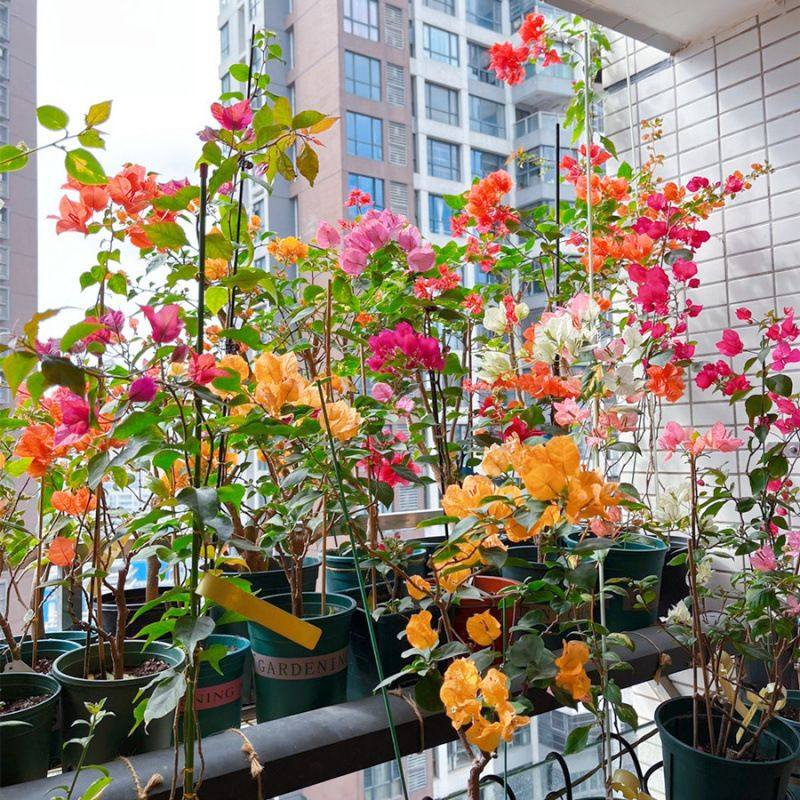 三角梅飘枝老桩勤花盆栽好养活庭院阳台爬藤老桩重瓣绿四季花卉,鲜花速递/花卉仿真/绿植园艺,绿植,淘宝优惠券,粉丝福利购,淘宝优惠卷