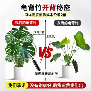 龟背竹客厅大盆栽大叶开背老桩提根办公室大型绿植物室内净化空气