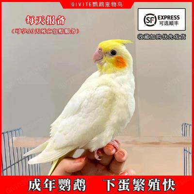 成年玄风鹦鹉活鸟会说话小宠物活物小鸟活鸟类牡丹鹦鹉活鸟珍珠鸟