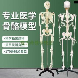 新款 170CM人体骨骼模型人体一比一比例骨架模型1 1比例骨骼.模型1