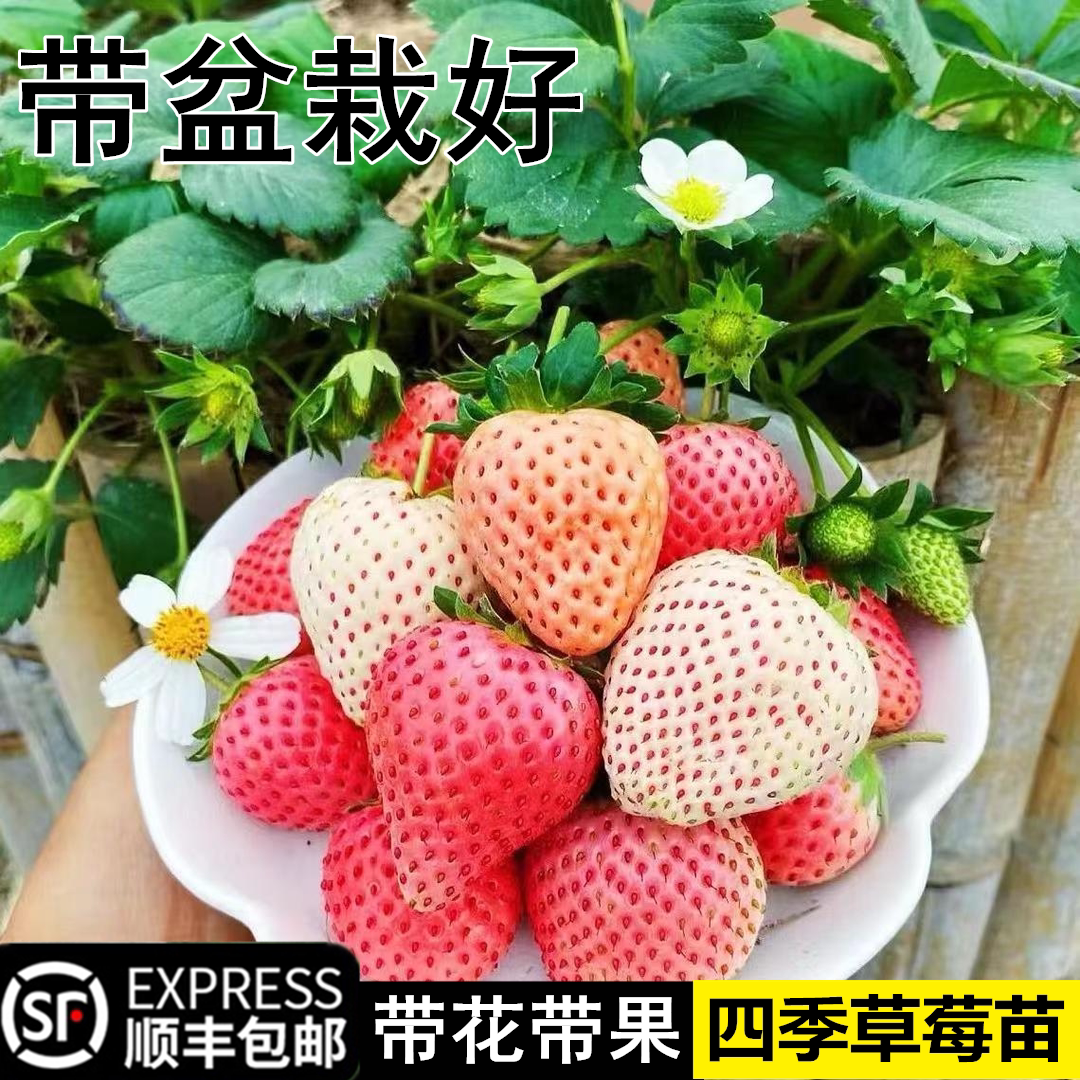 奶油草莓苗栽带盆盆带土天红颜淡雪草莓使四台季结果可食用阳种植