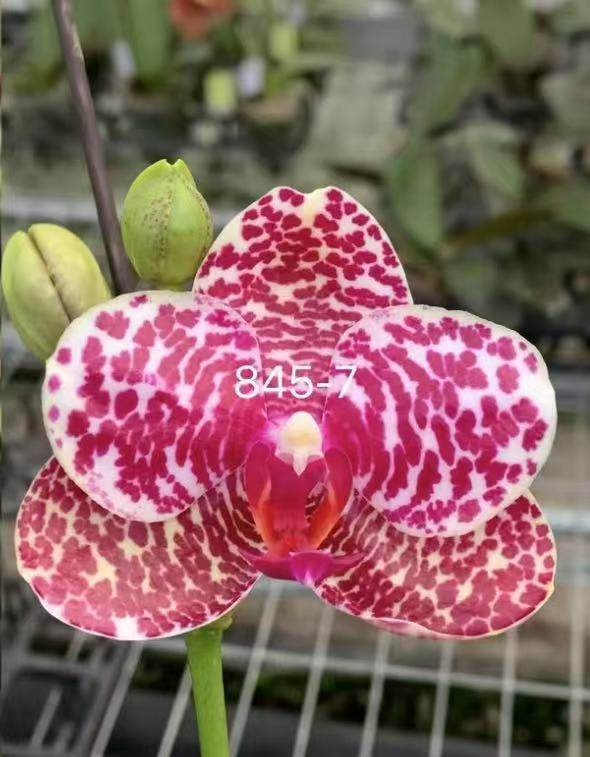 一颗不发蝴蝶兰845-7实生苗2.5寸杯带花剑,鲜花速递/花卉仿真/绿植园艺,国兰/杂交兰/洋兰类,淘宝优惠券,粉丝福利购,淘宝优惠卷