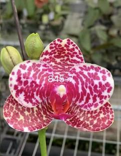 一颗不发蝴蝶兰845-7实生苗2.5寸杯带花剑