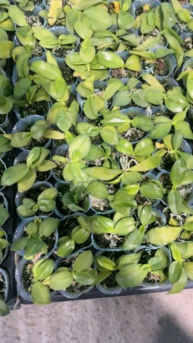 原生苗3颗一组19.9亏钱蝴蝶兰瑕疵苗1.7寸杯非颈腐不售后售后拉黑