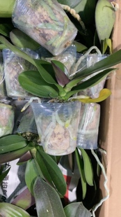 实生苗9.9发两颗2.5寸寸杯蝴蝶兰瑕疵处里苗有的剪过梗