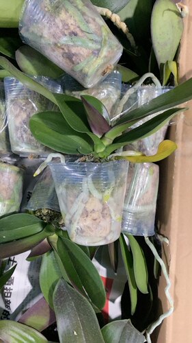 实生苗9.9发两颗2.5寸寸杯蝴蝶兰瑕疵处里苗有的剪过梗