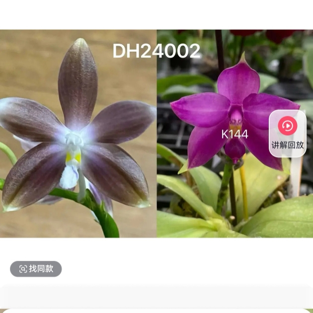 蝴蝶兰24002原生苗1.7寸杯，苗子超大