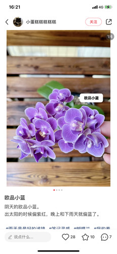 蝴蝶兰欧洲小蓝2.8寸杯带双花剑
