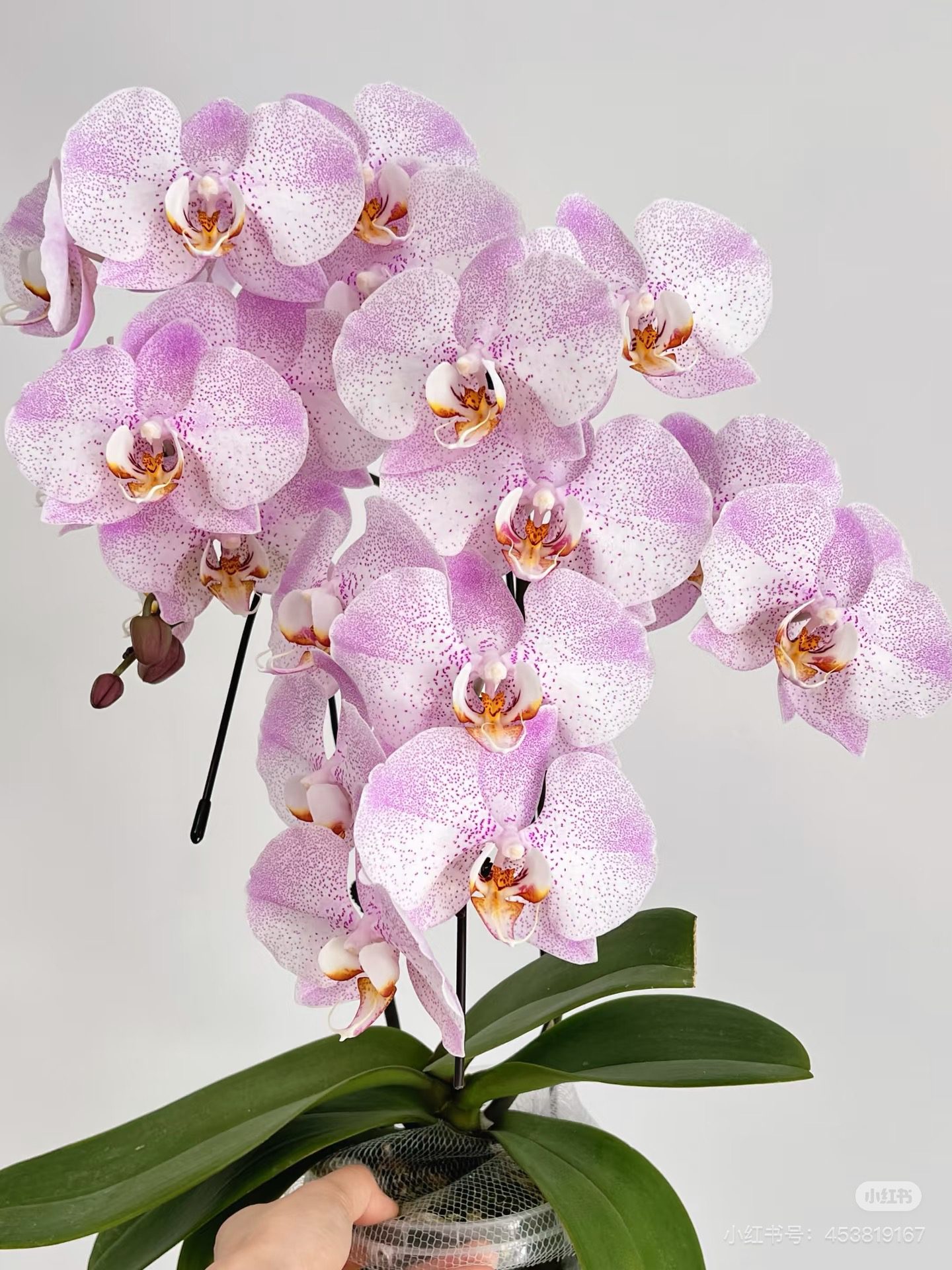 蝴蝶兰奥尔宝2.8寸杯不带花剑