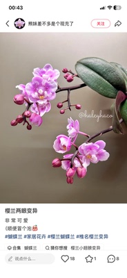 蝴蝶兰樱兰两眼变异3.0寸杯松树皮植料