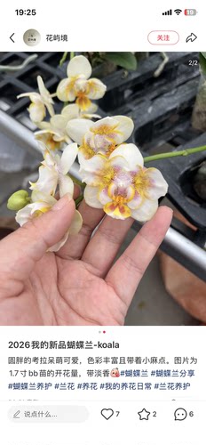 蝴蝶兰考拉2.8寸杯不带花剑