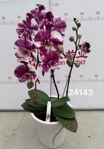 蝴蝶兰24213五花肉处理苗1.7寸杯宝宝苗