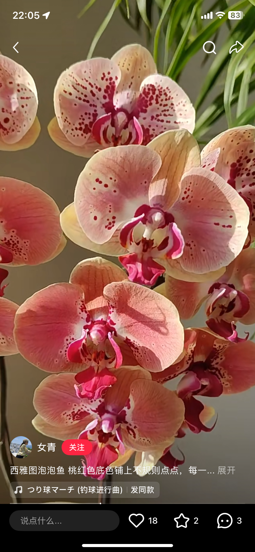 蝴蝶兰西雅图也叫泡泡鱼1.7寸杯成熟苗,鲜花速递/花卉仿真/绿植园艺,国兰/杂交兰/洋兰类,淘宝优惠券,粉丝福利购,淘宝优惠卷