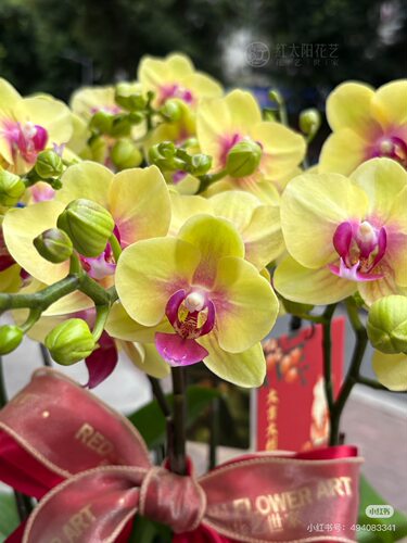 蝴蝶兰瑕疵处理苗朝日3.0寸加高杯