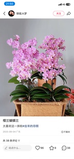 蝴蝶兰椎名樱兰3.0寸杯带花剑松树皮植料