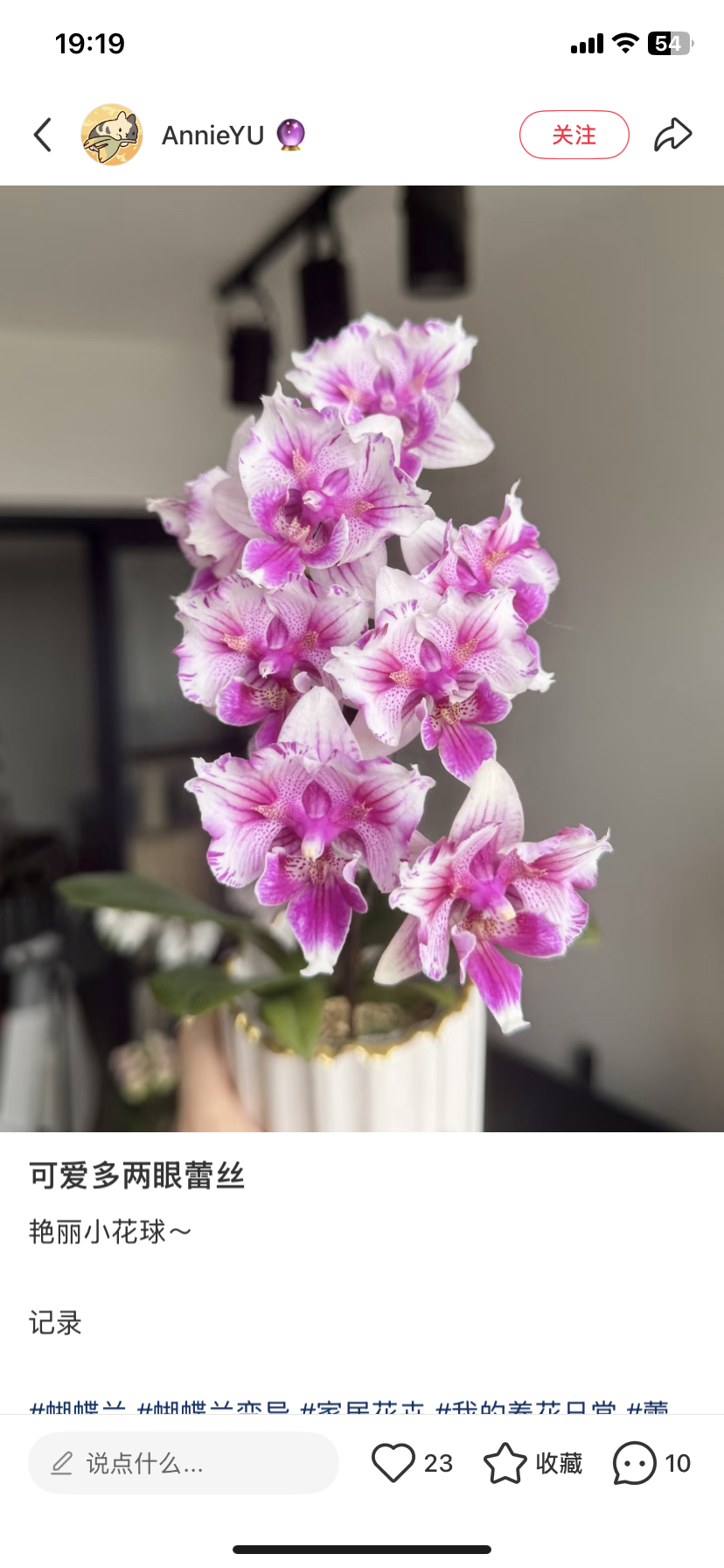 蝴蝶兰蕾丝可爱多2.8寸杯苗子不壮,鲜花速递/花卉仿真/绿植园艺,国兰/杂交兰/洋兰类,淘宝优惠券,粉丝福利购,淘宝优惠卷