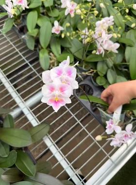 蝴蝶兰草莓QQ糖2.5寸杯带花剑有几率变异成两眼