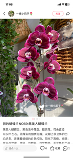蝴蝶兰处理苗椎名黑美人2.8寸杯带花剑有的剪过初梗介意勿拍