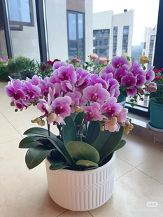 蝴蝶兰【第三名绝代双骄】2.8寸杯带花剑