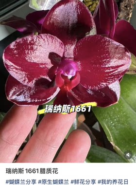 蝴蝶兰瑞纳斯 1661不带花剑3.0寸加高杯