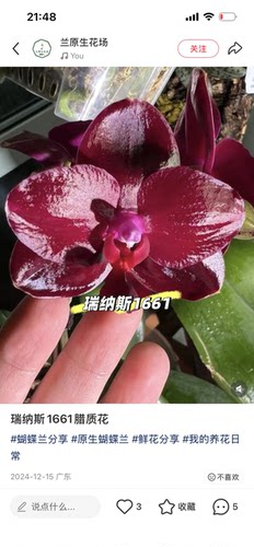 蝴蝶兰瑞纳斯 1661不带花剑3.0寸加高杯