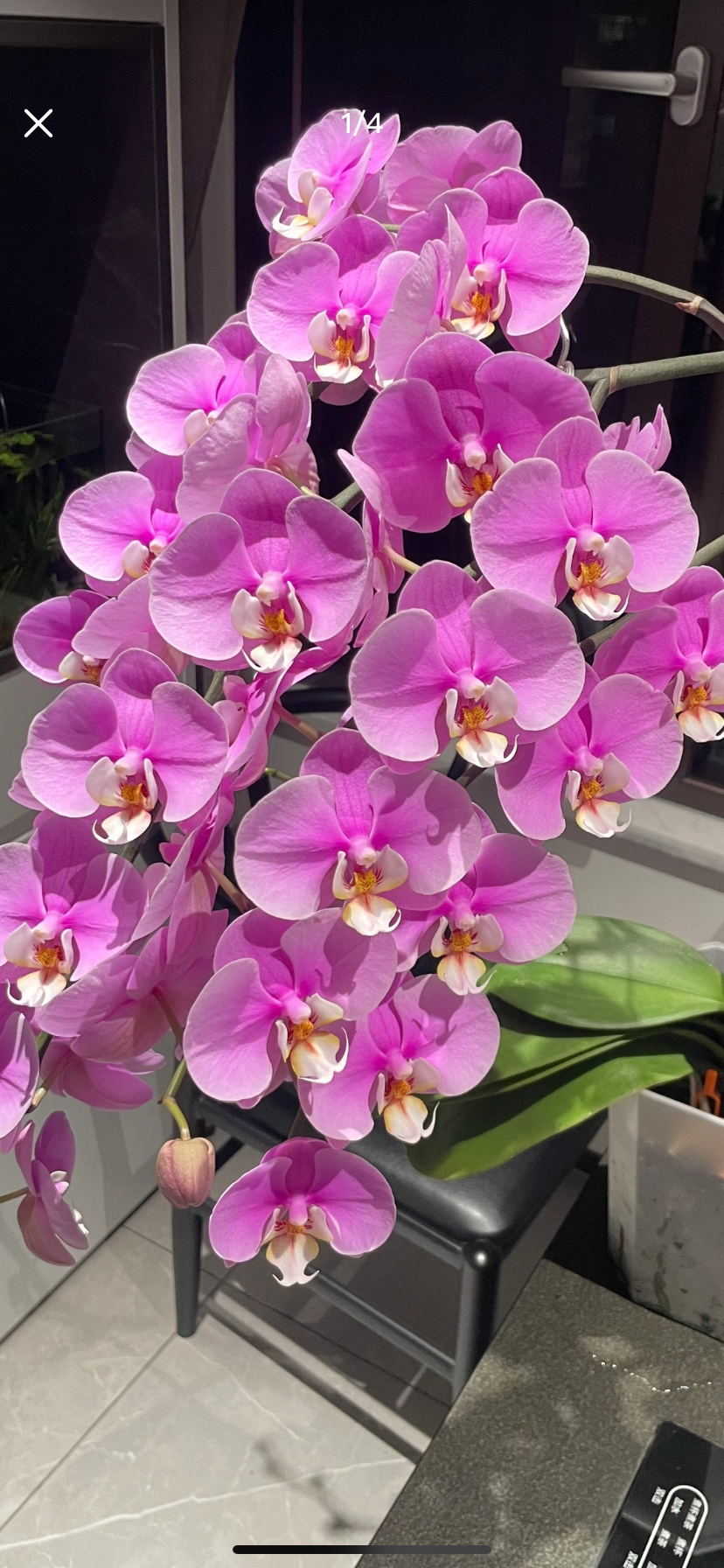 蝴蝶兰安娜3.0寸加高杯带花剑,鲜花速递/花卉仿真/绿植园艺,国兰/杂交兰/洋兰类,淘宝优惠券,粉丝福利购,淘宝优惠卷